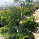 Hiba Arborvitae - Thujopsis dolabrata var hondae - 6 Gallon Potted Tree