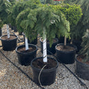 Russian Cypress (Standard Form) - Microbiota decussata - 10 Gallon Potted Evergreen Tree