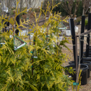Lucky Find Arborvitae - Thuja plicata - 6 Gallon Potted Tree