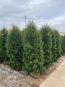 Brandon Arborvitae - Thuja occidentalis 'Brandon' - 5-6 Foot Ball & Burlap Tree