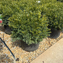 Green Velvet Boxwood - Buxus sp. - 5 Gallon Potted Shrub