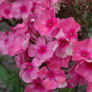 Phlox Paniculata, Bubblegum Pink Garden, Pink, 1 Gallon Pot