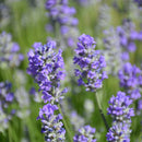 Lavandula, Munstead, Lavender, 1 Gallon Pot