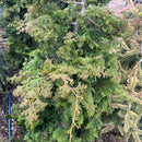 Wells Special Hinoki Falsecypress - Chamaecyparis obtusa - 4-5 Foot Ball & Burlap Evergreen Tree