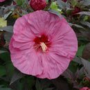 Hibiscus, Summerific Berry Awesome Rose Mallow, Lavender-Pink 1 Gallon Pot