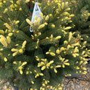 Mac's Golden White Spruce - Picea glauca - 6 Gallon Potted Evergreen Shrub
