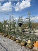 Karl Fuchs Deodar Cedar - Cedrus deodara - 7-8' Foot Ball & Burlap Tree