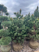 Oregon Green Austrian Pine - Pinus nigra - 4-5 Foot Ball & Burlap Tree