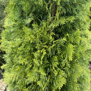 North Pole® Arborvitae - Thuja occidentalis - 15 Gallon Potted Evergreen Tree