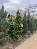 Golden Hinoki Falsecypress - Chamaecyparis obtusa 'Aurea' - 5-6 Foot Ball & Burlap Tree