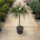 Whipcord Arborvitae (Standard Form) - Thuja plicata - 3 Gallon Potted Topiary