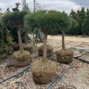 Pine Umbrella (Standard) - Pinus sp. - Ball & Burlap Evergreen Topiary
