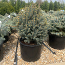 Scottie Blue Spruce - Picea pungens - 6 Gallon Potted Shrub