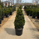 Green Mountain Boxwood (Assorted Column or Pyramid Shape) - Buxus - 3 Gallon Potted Evergreen Shrub