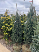 Columnar Norway Spruce - Picea abies 'Cupressina' - 5-6 Foot Ball & Burlap Tree