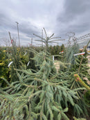Bush's Lace Engelmann Spruce - Picea engelmannii - 5-6 Foot Ball & Burlap Tree