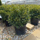 Green Velvet Boxwood - Buxus sp. - 3 Gallon Potted Shrub