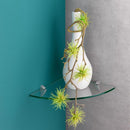Dolle 0.31 in. H X 9.8 in. W X 9.8 in. D Clear Glass Corner Shelf, Pack of 3