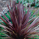 Cordyline, Red Sensation, Live Triller Plant 5"