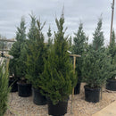 Spartan Juniper - Juniperus chinensis - 20 Gallon Potted Evergreen Tree