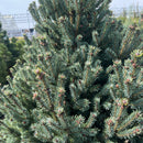 Yukon Blue Spruce - Picea glauca - 20 Gallon Potted Tree