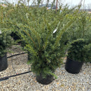 Densiformis Yew - Taxus x media - 5 Gallon Potted Evergreen Shrub