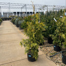Lucky Find Arborvitae - Thuja plicata - 3 Gallon Potted Tree