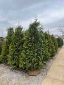 Northern Spire Giant Arborvitae - Thuja plicata - 6-7 Foot Ball & Burlap Tree