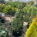 DelBar Cascade Noble Fir - Abies procera - 6