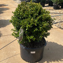NewGen Independence® Boxwood - Buxus - 5 Gallon Potted Shrub