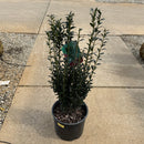 Sky Pencil Japanese Holly - Ilex crenata - 3 Gallon Potted Evergreen Shrub