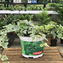 Ivy (Varieties Vary), 6 in. Pot