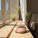 Workshop Wednesdays: Air Plant Artistry Workshop
