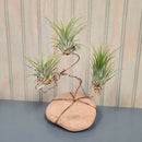 Workshop Wednesdays: Air Plant Artistry Workshop