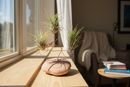 Workshop Wednesdays: Air Plant Artistry Workshop