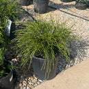 Whipcord Arborvitae - Thuja plicata - 2 Gallon Potted Evergreen Shrub