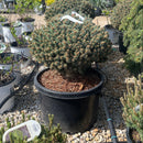 Blue Pearl Colorado Spruce - Picea pungens - 10
