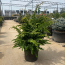 Fernspray Gold Hinoki Cypress - Chamaecyparis obtusa - 3 Gallon Potted Evergreen Shrub