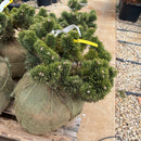 Jakobsen Mugo Pine - Pinus mugo - 12-15" Ball & Burlap Evergreen Shrub