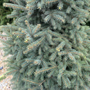 Black Hills Spruce - Picea glauca var. densata - 20 Gallon Potted Evergreen Tree