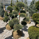 Scotch Pine (Pom Pom) - Pinus sylvestris - 3-4 Foot Ball & Burlap Topiary