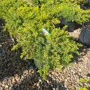 All Gold Shore Juniper - Juniperus conferta - 3