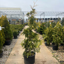 Lucky Find Arborvitae - Thuja plicata - 6 Gallon Potted Tree