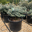 Spring Gold Colorado Spruce - Picea pungens 'Niemetz' - 6 Gallon Potted Shrub
