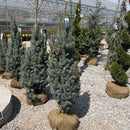 Upright Colorado Spruce - Picea pungens 'Fastigiata' - 4-5 Foot Ball & Burlap Tree
