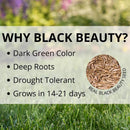 Jonathan Green Black Beauty Dense Shade Mixed Full Shade Grass Seed 1 lb