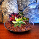 Mosser Lee Red Lava Rock Soil Cover 2 lb