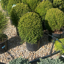 Cream Ball Falsecypress - Chamaecyparis pisifera - 3