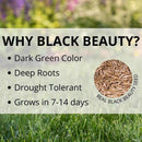 Jonathan Green Black Beauty Sun and Shade Mixed Partial Shade/Sun Grass Seed 7 lb