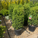 Green Mountain Boxwood (Assorted Column or Pyramid Shape) - Buxus - 3 Gallon Potted Evergreen Shrub